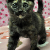 ザ・サビ猫　和柄の琴美ちゃん サムネイル4