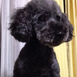 甘えん坊のトイプードル女の子です