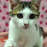 キジ白の香苗ちゃん♪ サムネイル2