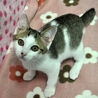 キジ白の香苗ちゃん♪ サムネイル3