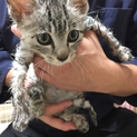 油まみれの捨て猫にゃんこ