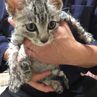 油まみれの捨て猫にゃんこ