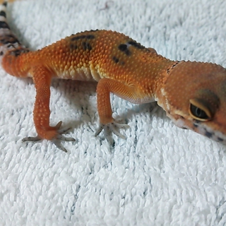 お譲り先が決まりました
