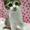 ピンクのお鼻の千尋ちゃん☆ サムネイル2