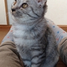 アメショ風・ロイズちゃん サムネイル2