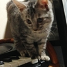 アメショ風・ロイズちゃん サムネイル5