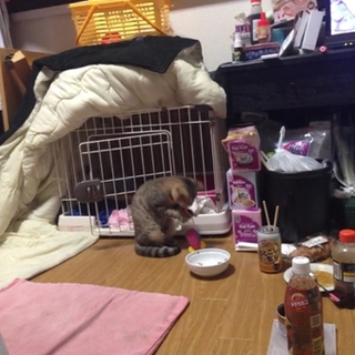 里親さん募集してます