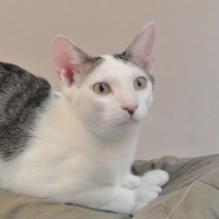 お茶目な表情がかわいい★人も猫も大好きな甘えん坊