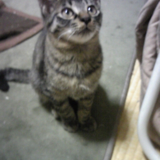 人なれおっとり可愛い子猫４か月