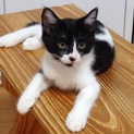 ６ヶ月くらいの子猫 里親さんを待っています。
