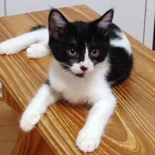 ６ヶ月くらいの子猫 里親さんを待っています。