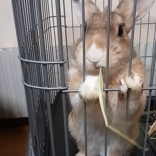 ミニウサギ♀