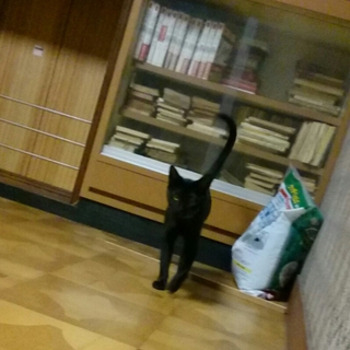 綺麗な黒猫です。