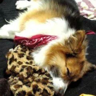 コーギーmix 4歳 ロングコート