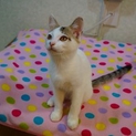 H26-63　白キジの子猫