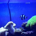 ヨスジリュウキュウスズメダイ