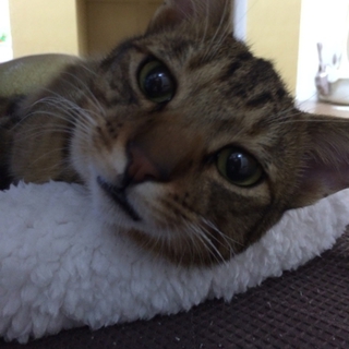 かわいいトラ猫