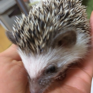 ハリさんの里親探し