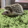 ハリさんの里親探し サムネイル3