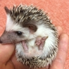 ハリさんの里親探し サムネイル2