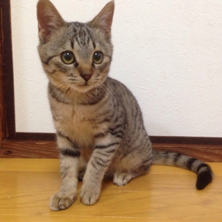 3ヶ月のキジトラ女の子です！