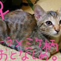 切実に募集中です（つд；*)