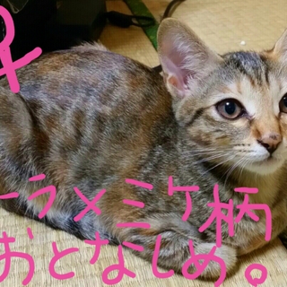 切実に募集中です（つд；*)