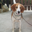 PC故障で、再アップです！元気なビーグル犬です！