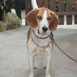 PC故障で、再アップです！元気なビーグル犬です！