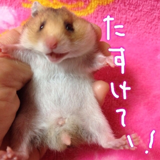 素敵な里親様みつかりました〜♪