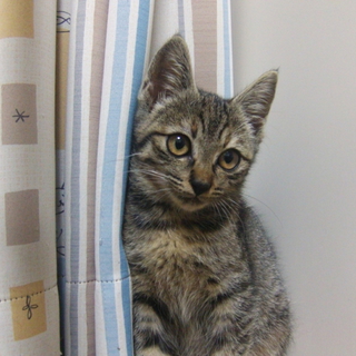 茶キジの子猫