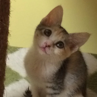 甘えん坊子猫の里親さん探してます！