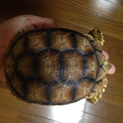 ケヅメリクガメ