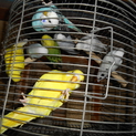 白・黄色・青系インコの里親さん募集中