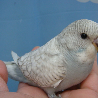インコです