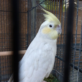 オカメインコ里親募集