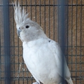 オカメインコ里親募集