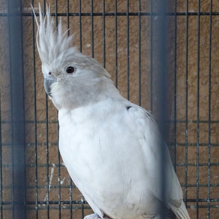 オカメインコ里親募集