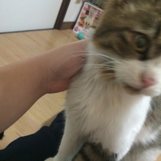 コンビニをうろついてた猫ちゃん