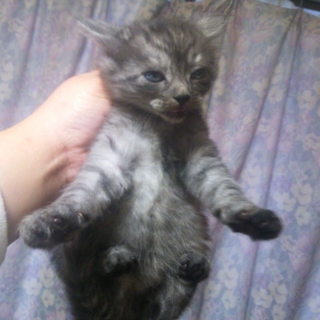 子猫の里親募集