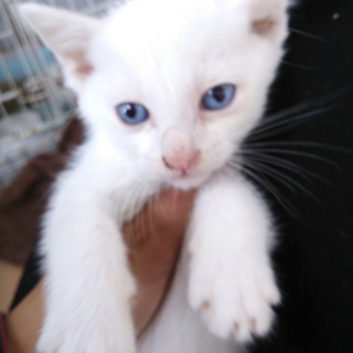 ブルーアイの白猫♂♀兄妹♡生後約２ヶ月弱