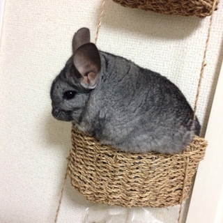 チンチラ里親募集