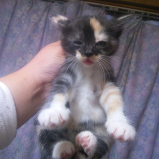 子猫の里親募集