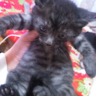 子猫の里親募集