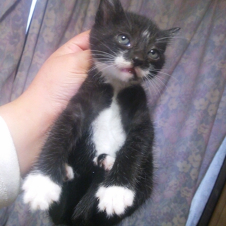 子猫の里親募集