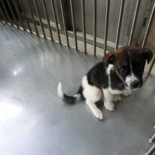 子犬ちゃんの里親募集