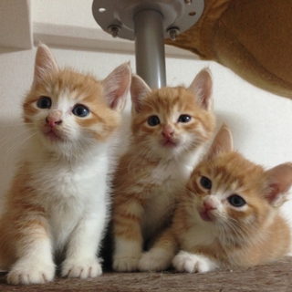 仔猫里親募集中