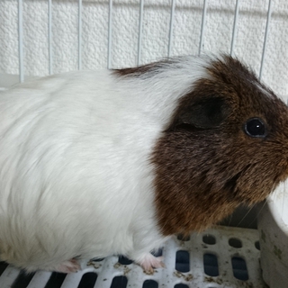 イングリッシュモルモットの飼い主さん募集