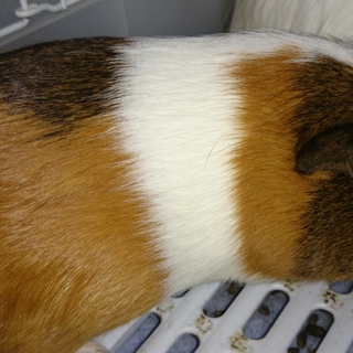イングリッシュモルモットの飼い主さん募集
