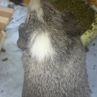 イングリッシュモルモットの飼い主さん募集